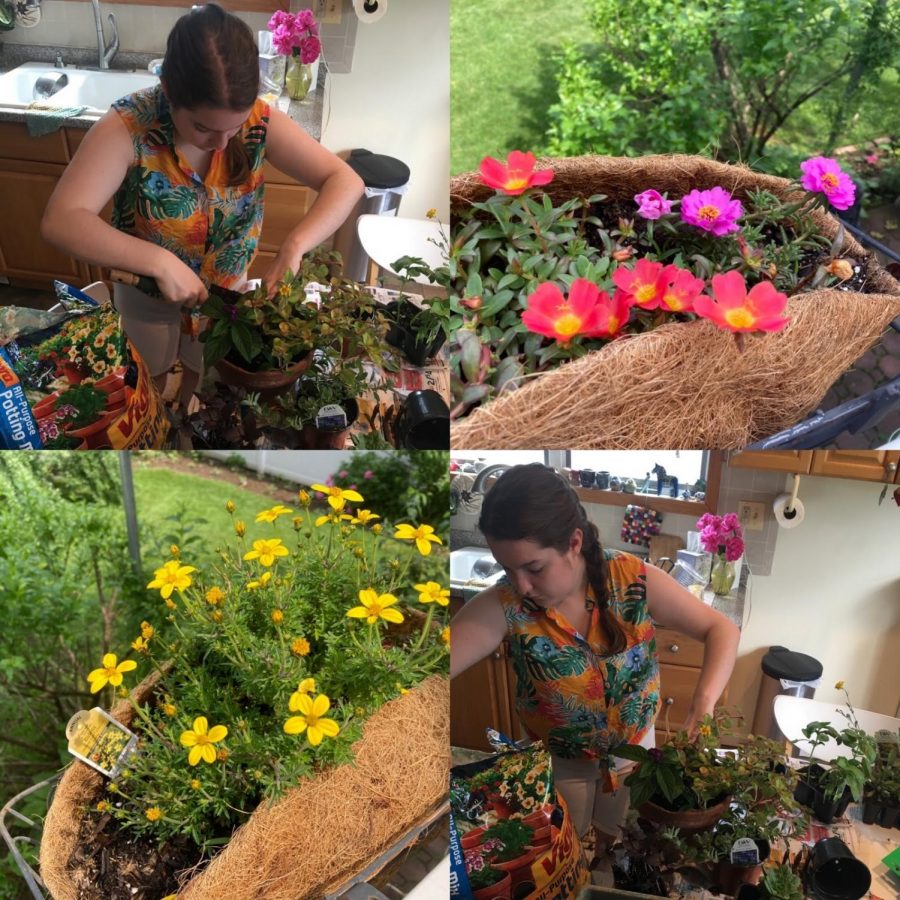 Gardening During Quarantine