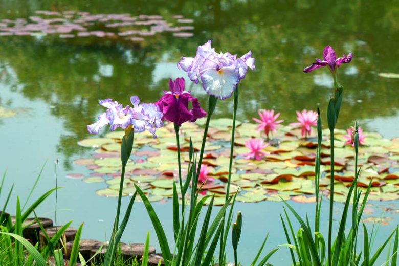Image Credit: Gardenia