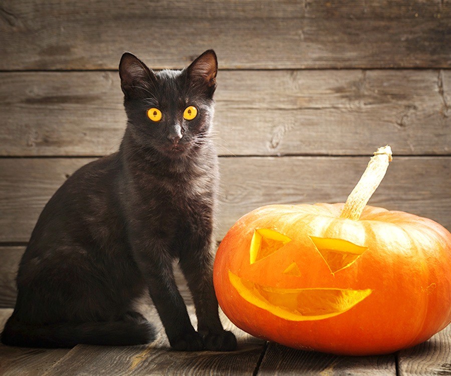 Image Credit: Hartz.com