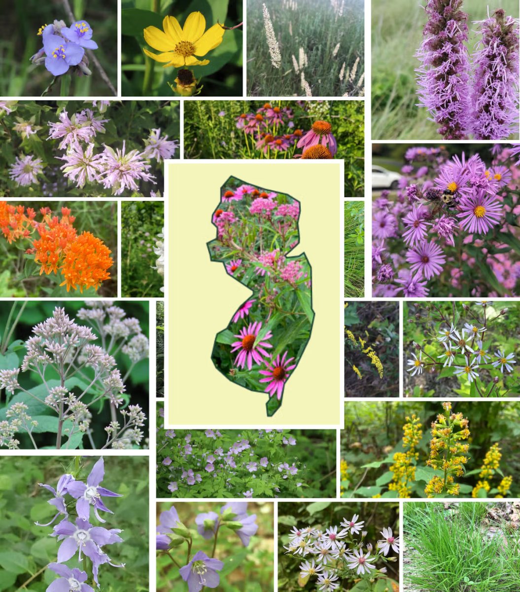 Image Credit: MyHomePark.com